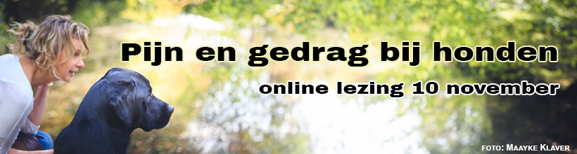 Banner Pijn en Gedrag