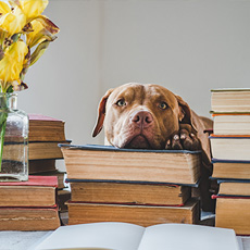 Hond met boeken